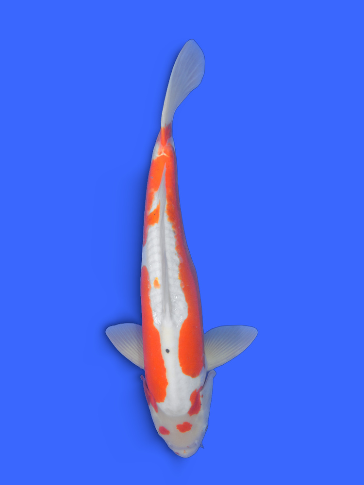 20" (50cm) Male Yoshikigoi Doitsu Sanke - Y0409V